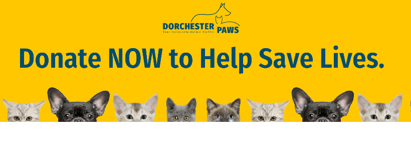 Dorchester Paws