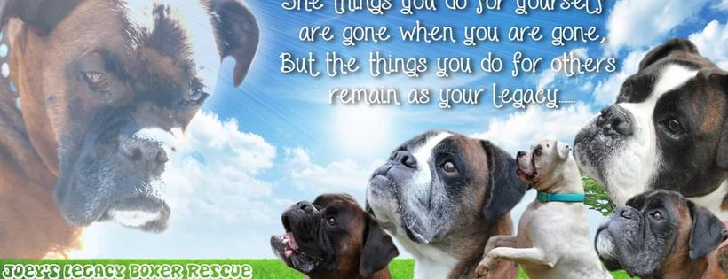 Joey's Legacy Boxer Rescue Liverpool