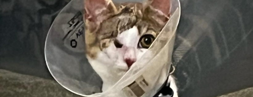 Friends of the Forgotten Cat Rescue Inc