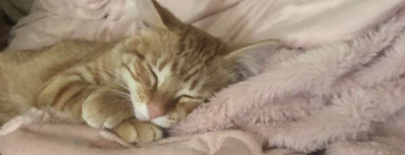 Kitty Cove Rescue