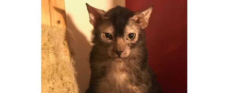 Avalo Cat Sanctuary