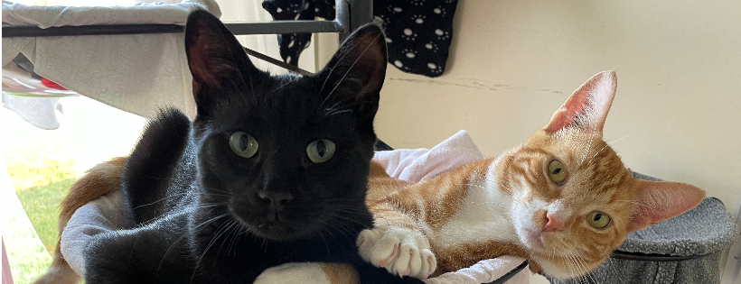Pembina Valley Humane Society