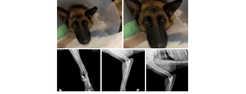 Heidi's Legacy: Dog Rescue, Inc.