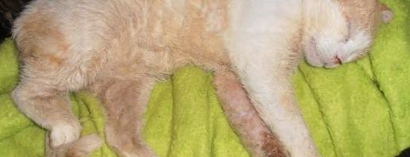 Lucky Little Paws Rescue and Adoption