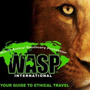 WASP International