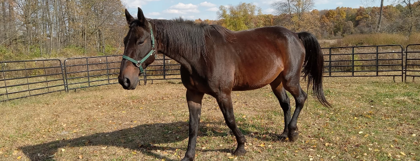 Hoof and Heart of Southern Michigan