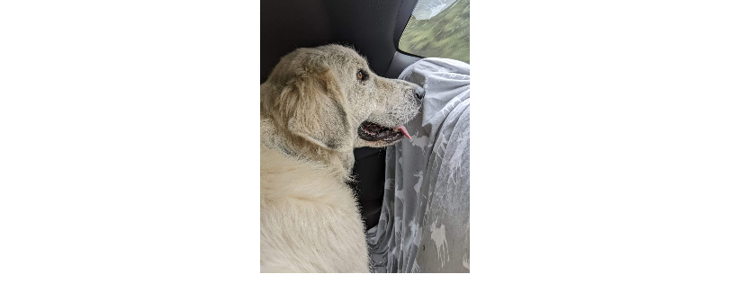 Great Pyrenees Rescue of Western NC