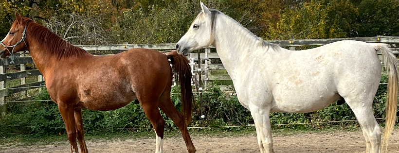 Randy’s Rescue Ranch