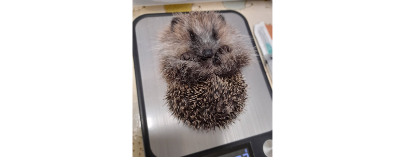 Pricklebums Hedgehog Rescue