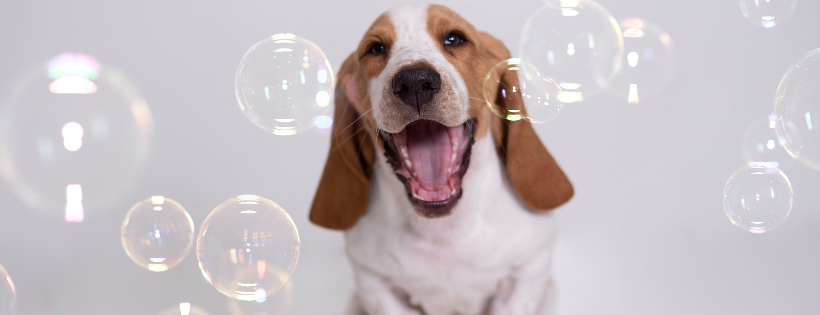 Basset Rescue Across Texas