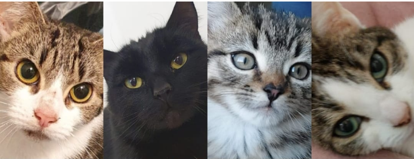 Animal Welfare Furness