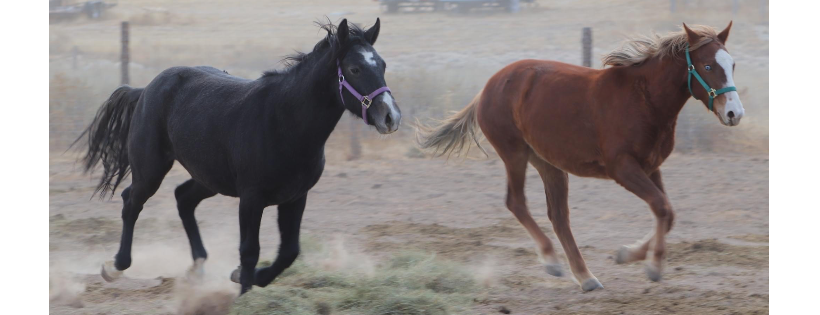 Legends & Legacies Wild Horse Ranch