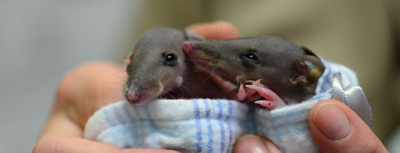 Currumbin Wildlife Hospital