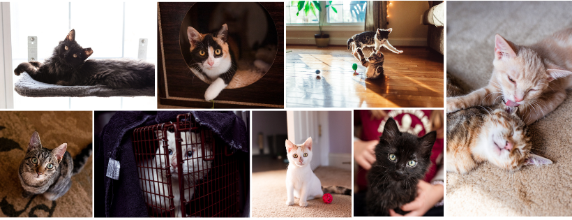 Cat Action Team