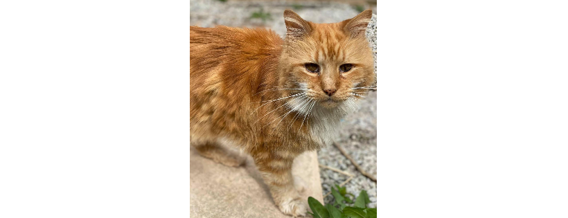 Avid’s Angels Cat Rescue
