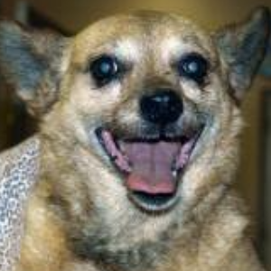 Old Paws Rescue Ranch Inc.