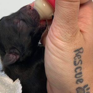 Remo's Rescue