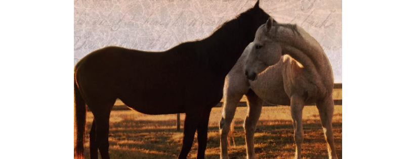 ALBERTA THOROUGHBRED AFTERCARE SOCIETY