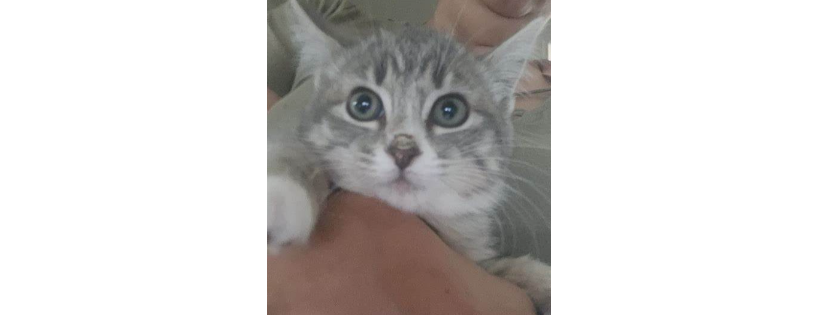 Community Cat Angels