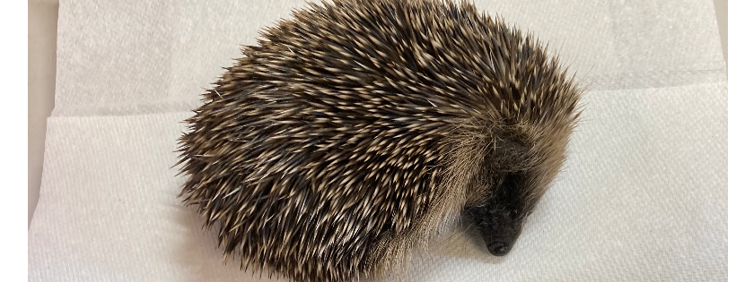 Prickly Edge Hedgehog Rescue C.I.C