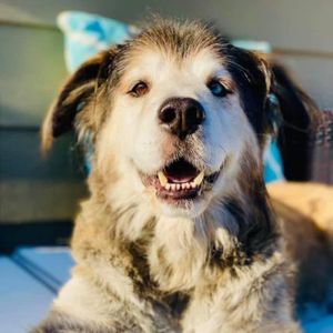 Gray Face Acres senior dog rescue Logo