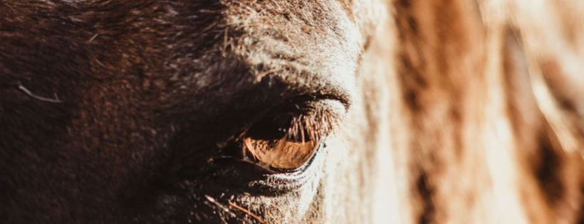 Hopeful hooves equine rescue society