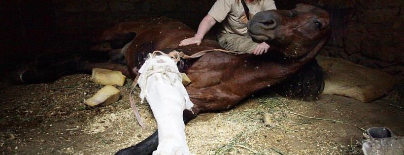 Egypt Equine Aid Inc