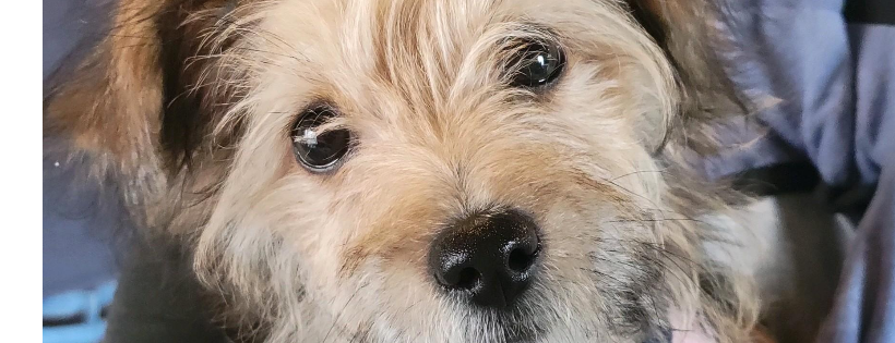 Faith and Hope Foundation rescue