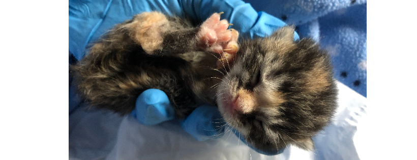 Mumma’s Here Now Neonatal Rescue