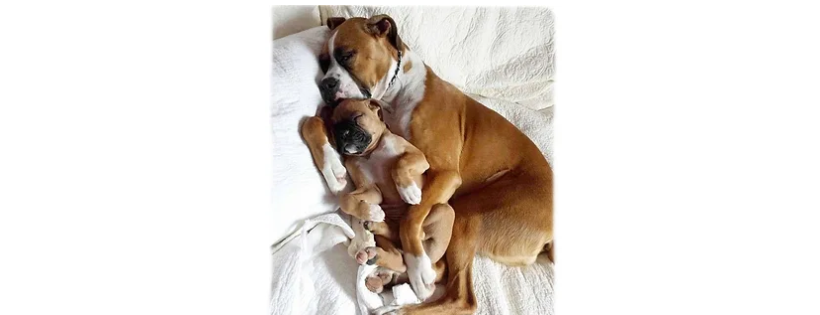 Home At Last Dog Rescue BC