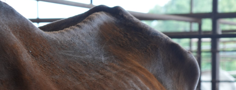 The Gifted Equine
