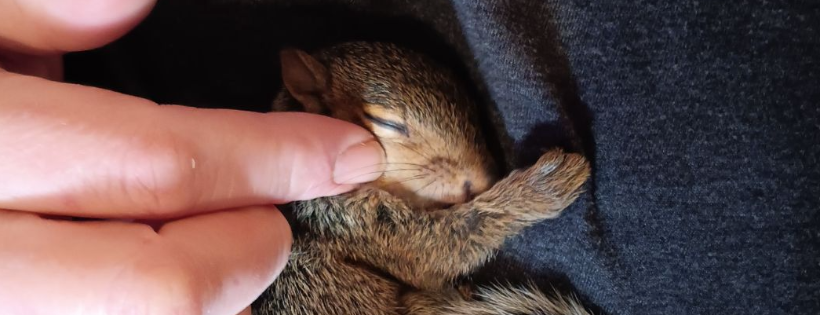 The Wildside Wildlife Rescue