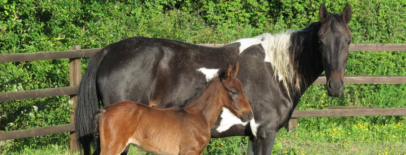 Essex Horse and Pony Protection Society