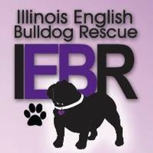 Illinois English Bulldog Rescue Logo