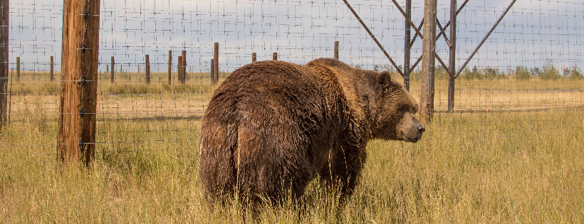 The Wild Animal Sanctuary