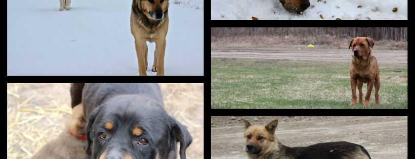 Greater Edmonton Animal Rescue Society - GEARS
