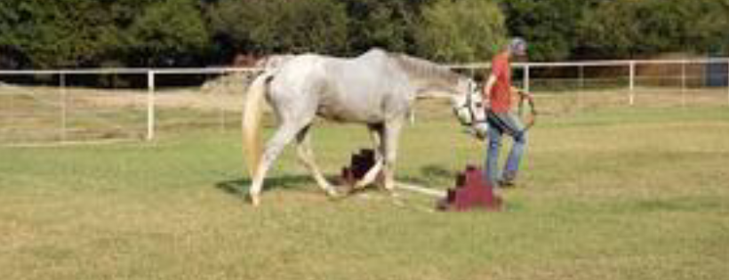 Remember Me Rescue
