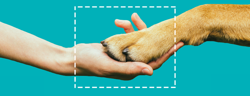 Animal Free Research UK