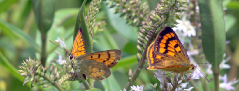 Moths and Butterflies of New Zealand Trust