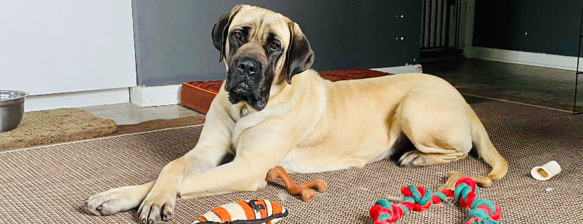Mastiffs To Mutts Rescue