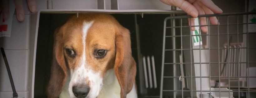 Beagle Freedom Project