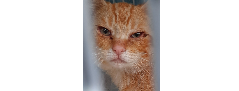 Lowhills Animal Sanctuary