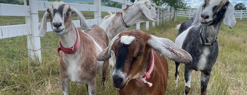 Wayward Ranch Animal Sanctuary, Inc.