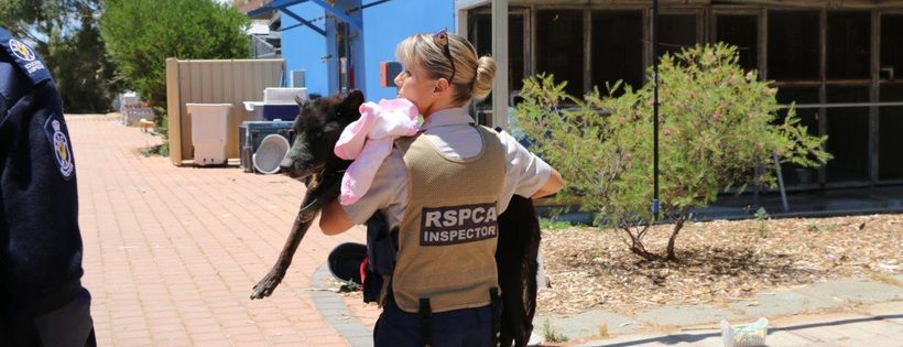 RSPCA WA