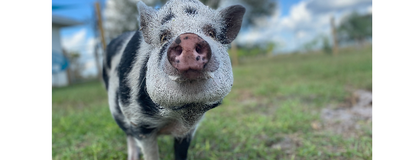 Love Life Animal Rescue & Sanctuary Inc.