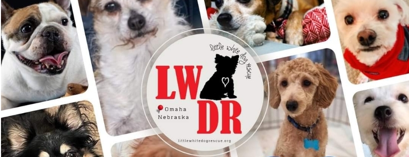 Little White Dog Rescue