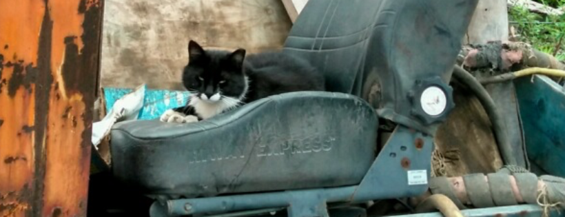 Feral Cats of Bethlehem Steel, Inc.
