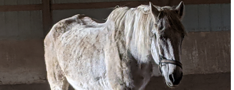 Voice For Horses Rescue Network