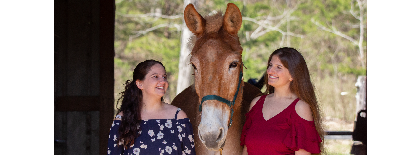 Mules N More Rescue and Rehab