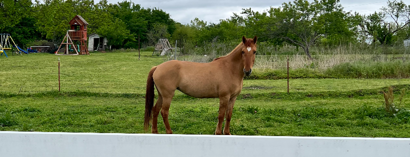 Lazy Pastures Equine Rescue